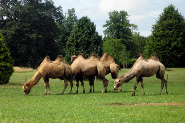 Camelos em um parque de safári ou zoológico, Inglaterra — Fotografia de Stock