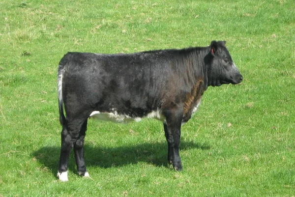 Cow in a farmland — Stock Photo, Image