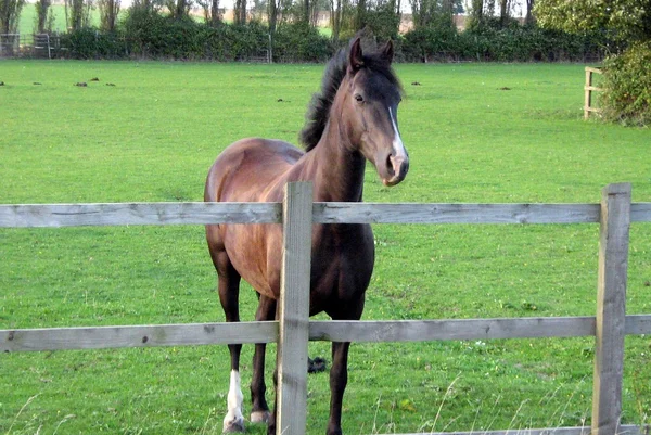 Häst på en gård — Stockfoto