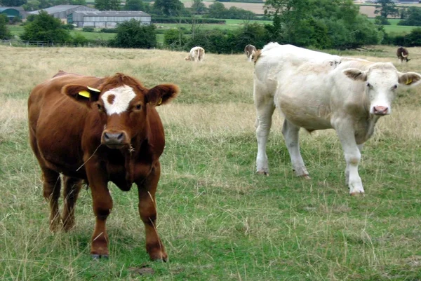 Cattle in a farmland — Stock Photo, Image