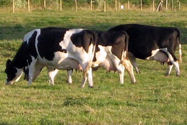 Zwart-wit koeien vee — Stockfoto