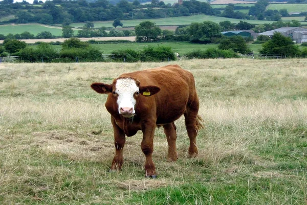 Býk v zemědělské půdě — Stock fotografie