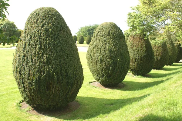 Formklippta buskar som växer i en trädgård — Stockfoto