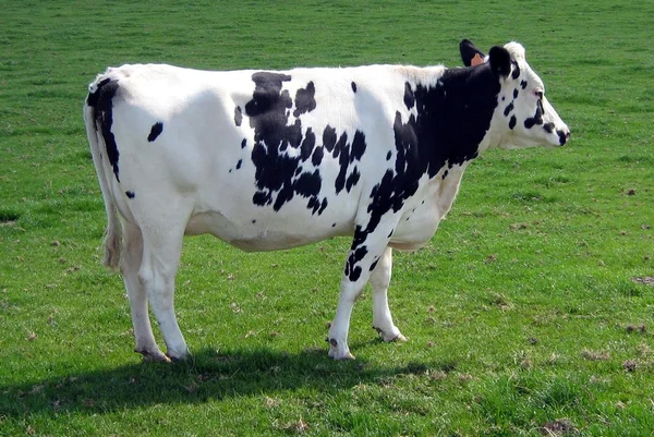 Holštýnsko-Fríský skot. Holstein Friesians. Dojnice. Černá a bílá kráva — Stock fotografie