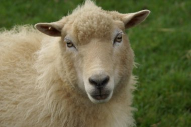 yüzü koyun veya koyun