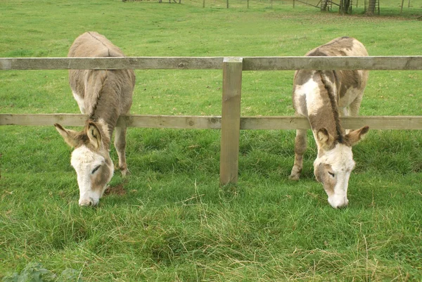 Donkeys grazing through a wooden fence — Stock Photo, Image