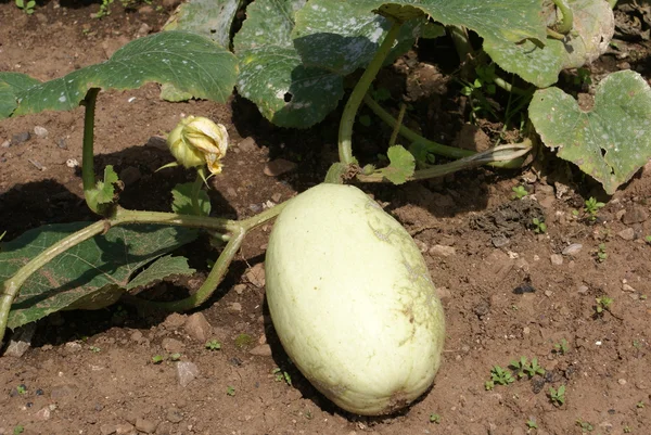 Moelle poussant dans un jardin ou une terre ou un champ — Photo