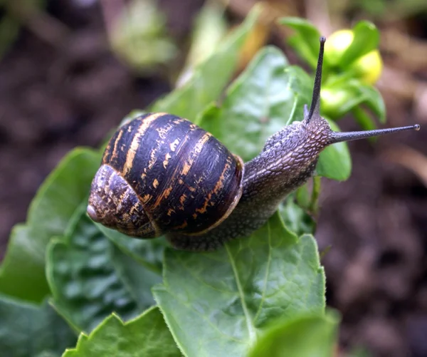 Snail — Stock Photo, Image