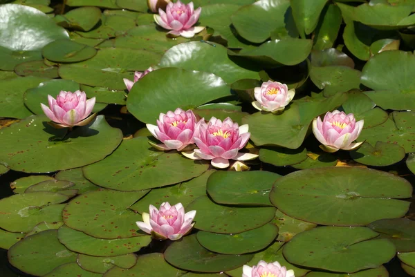 Lirio de agua rosa — Foto de Stock