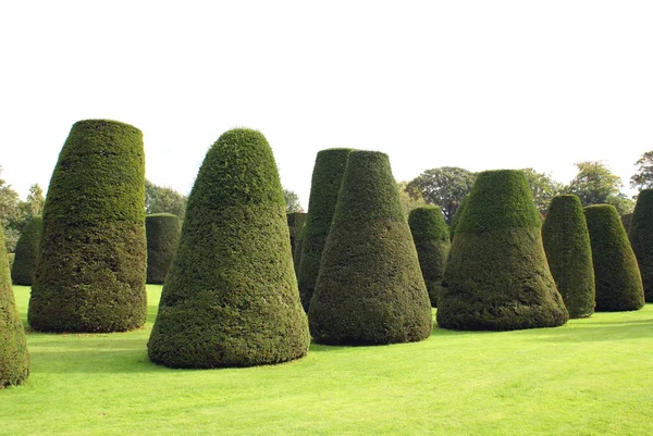 Yew topiary garden — Stock Photo, Image