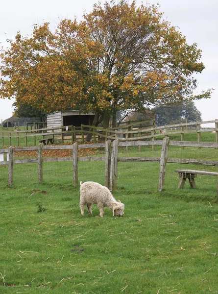 Jeunes moutons dans une ferme mangeant de l'herbe — Photo