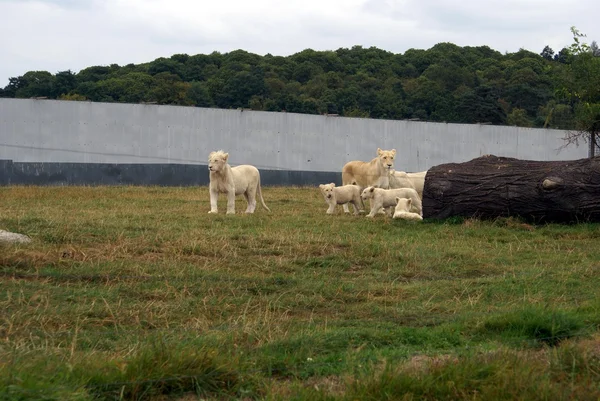 Afrikanische weiße Löwen und Löwenbecher im Zoo — Stockfoto