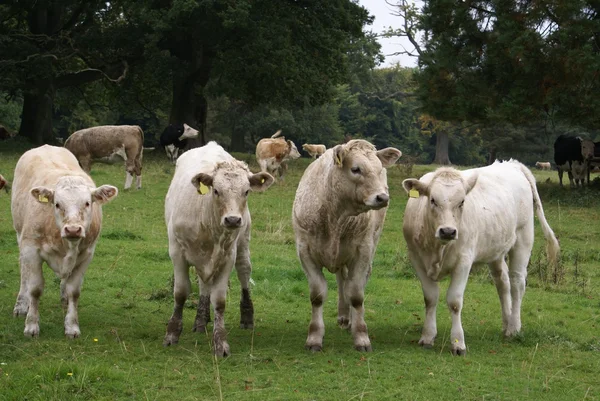 Hereford cruzan ganado —  Fotos de Stock