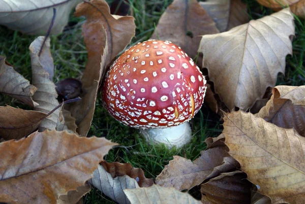 Wild red fungus — Stock Photo, Image