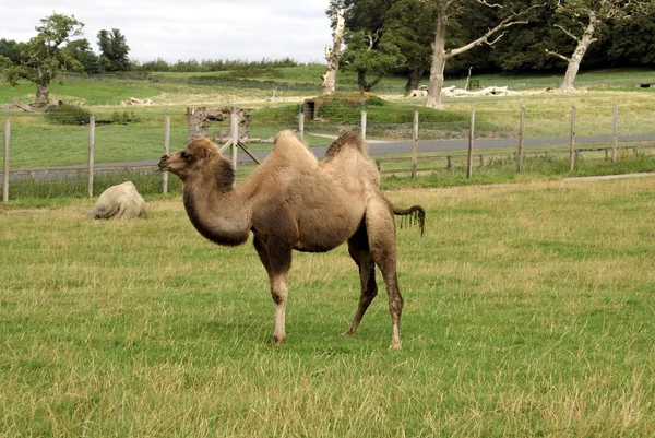 Cammello persiano in uno zoo — стокове фото