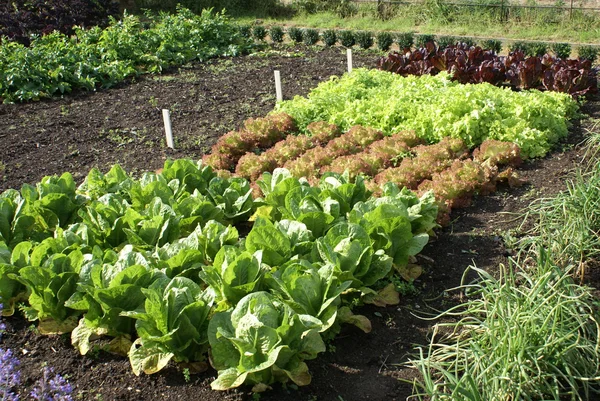 Salat wächst im Gemüsegarten — Stockfoto