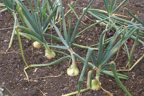 Oignon poussant dans un potager — Photo