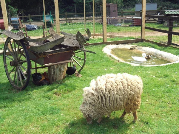 Schafe, Hühner und Haubenenten in einem Bauernhof — Stockfoto