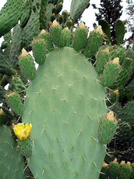 Kaktusfrucht — Stockfoto