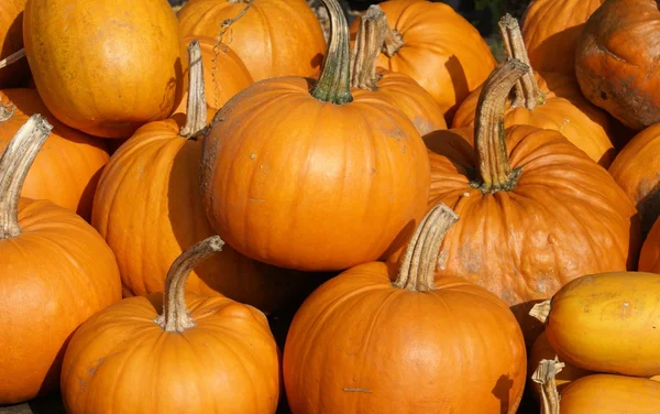 Pumpkin. Halloween Royalty Free Stock Photos