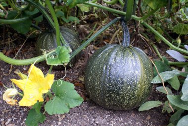 Bir sebze bahçesinde büyüyen iliği