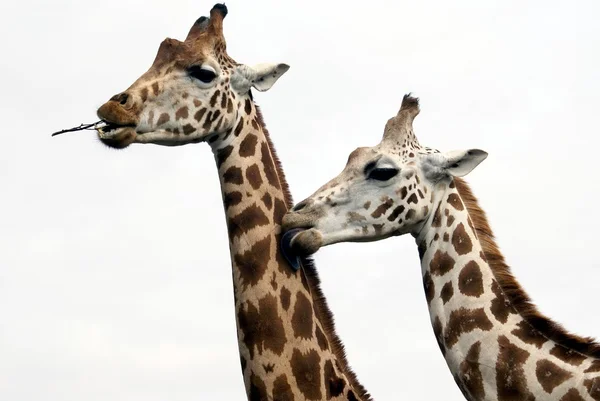 Girafas. casal de animais — Fotografia de Stock