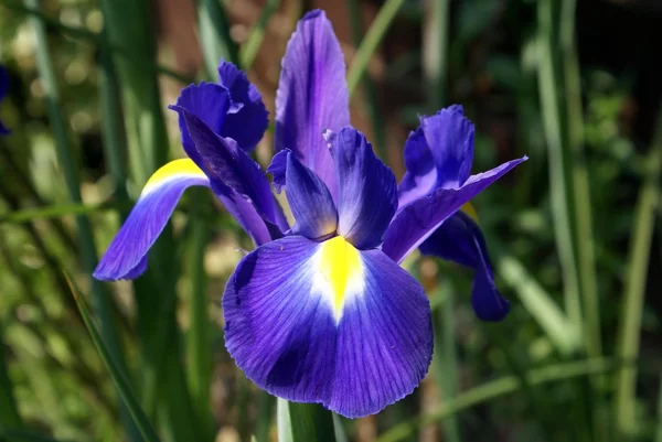 Flor de iris azul — Foto de Stock