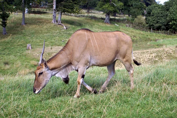 Antelope — Stock Photo, Image