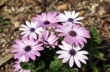 Beyaz ve mor papatya. Daisy. papatyalar