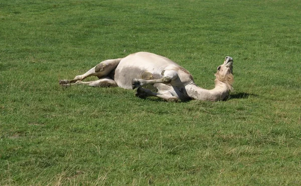 Верблюд, лежащий в поле — стоковое фото