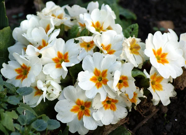 Beyaz polyanthus