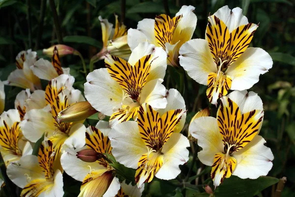 Flor — Foto de Stock