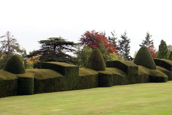 Sculptured hedge in Autumn. garden. Chirk Castle, Wrexham, Wales, England — Stock Photo, Image