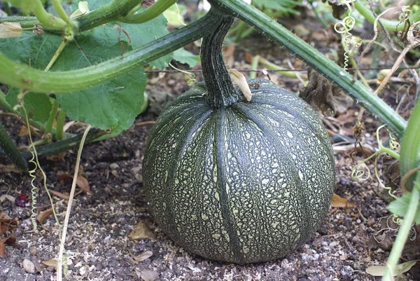 Squash, rosnące w ogrodzie — Zdjęcie stockowe