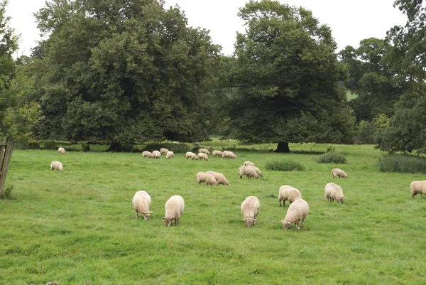 Sheep grazing in a field — Stock Photo, Image