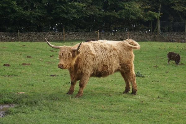 Bovins des Highlands dans une ferme — Photo