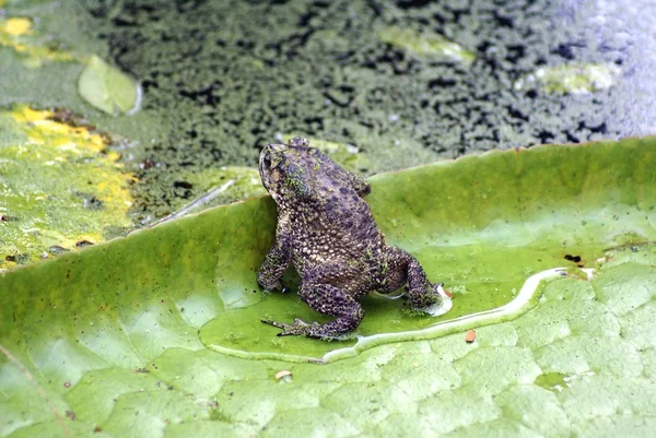 Лягушка на водяной лилии — стоковое фото