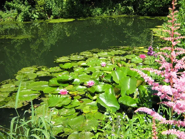 Vista exterior. lago. Lirios de agua. naturaleza — Foto de Stock