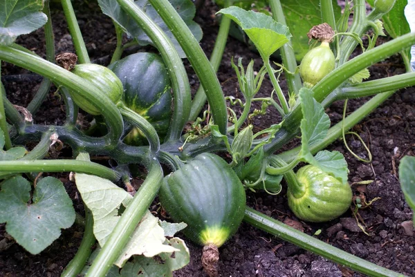 Pumpkins growing in a land — Stock Photo, Image