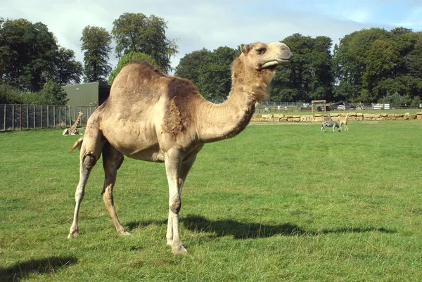 Kamel i dyrehage, safari eller safaripark – stockfoto