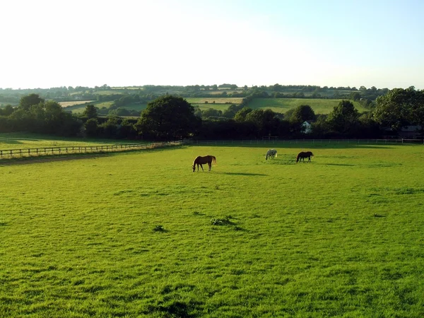 Landschap. veld, platteland, Engeland — Stockfoto