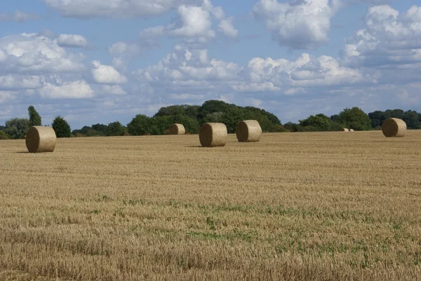 Round straw bales in a field — Stock Photo, Image