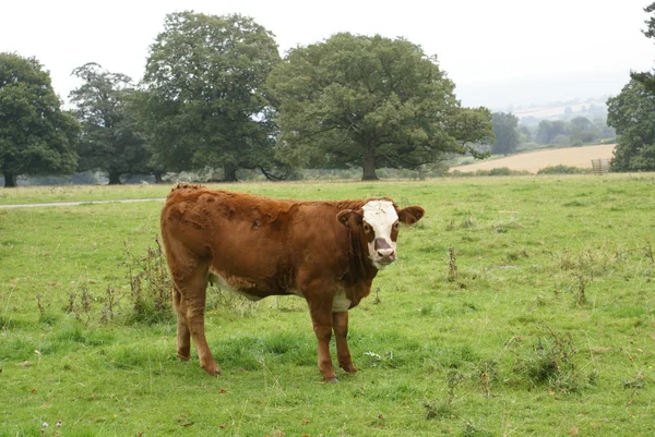 Hereford cruzar vaca novilha em um campo — Fotografia de Stock