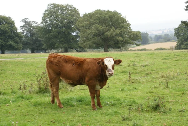 Hereford cross heifer cow in a field — Stock Photo, Image