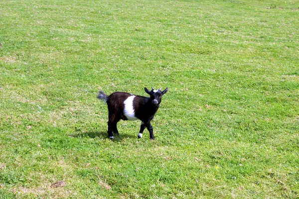 Pygmy goat. African pygmy goat. — Stock Photo, Image