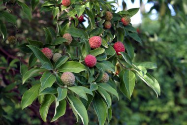 Bir ağaç üzerinde büyüyen lychee meyve