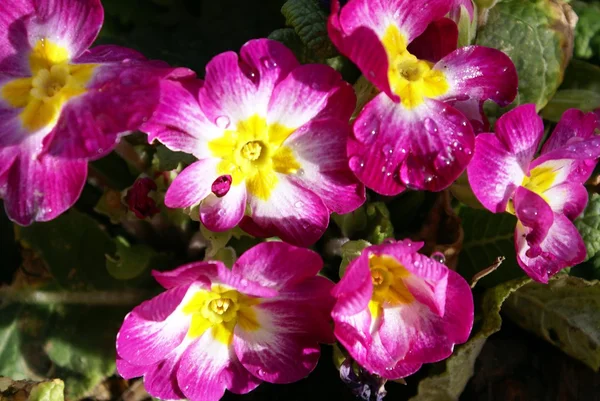 Flor e chuva gotas — Fotografia de Stock