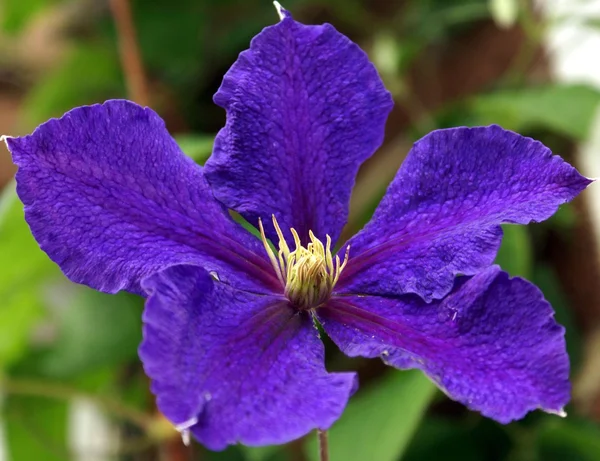 Clematis. — Foto de Stock