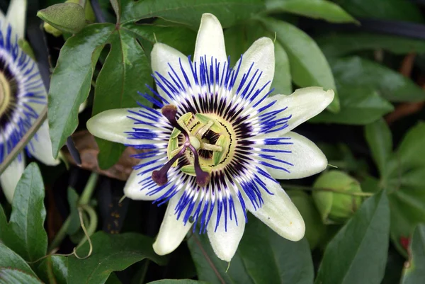 Flor de pasión —  Fotos de Stock