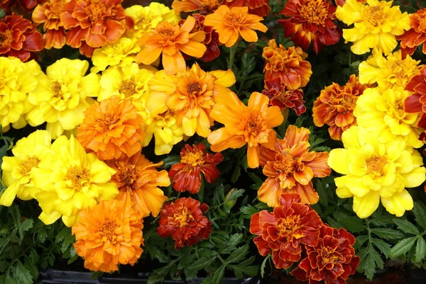 Afrikaantje. Goudsbloem bloemen te koop. kwekerij product — Stockfoto